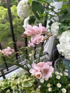 球根　Tritonia Rose Lace トリトニア(6個セット)のサムネイル