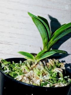 至宝の逸品】富貴蘭 必見!!舌切り雀の覆輪縞（現品限りの芽変わり品