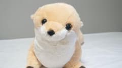 【くったりカワウソ】カワウソのぬいぐるみ✨️のサムネイル