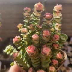 数珠星錦☆銭串錦☆根付きカット苗 no.15☆クラッスラ☆多肉植物