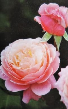 バラ苗 　小さな挿し木苗　プリ.P.Jのサムネイル