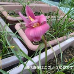 Sky様専用Flora LoveとBunny Beepのセット（開花サイズ）のサムネイル