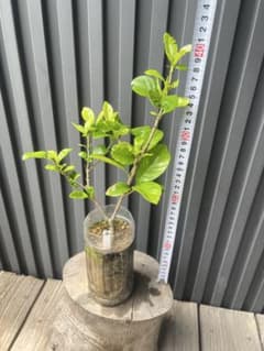 クチナシ苗②のサムネイル
