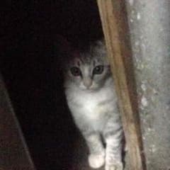 ねねねねねのサムネイル