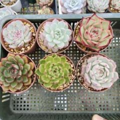 多肉植物　セットのサムネイル