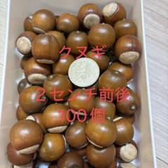 PAN様専用　クヌギ50 アベマキ50 帽子50 - 4
