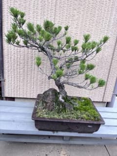 黒松 盆栽 石付き 高さ70cm - メルカリ