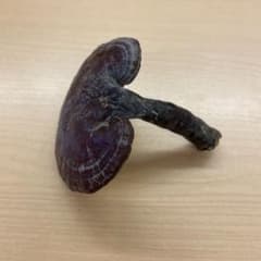 天然霊芝のサムネイル