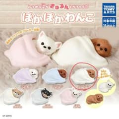 ぽかぽかわんこ　トイプードル　アプリコットのサムネイル