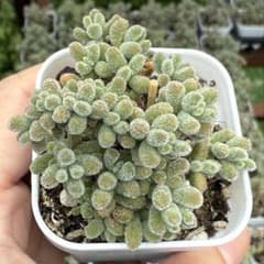 多肉植物　ドロサンテマム 氷晶（5cmポット・根付き苗）のサムネイル