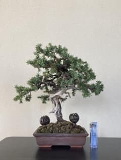 盆栽 杜松 山採り 小品 貴風 おまけ付き 盆栽 杜松 山採り 小品 貴風 - メルカリ