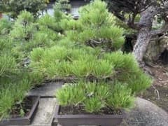 黒松 盆栽 松盆栽 盆栽鉢のサムネイル