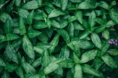 蓼藍の葉　50g 茎なしのサムネイル