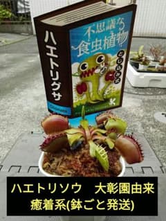 ハエトリソウ 大彰園由来癒着系(鉢ごと発送) - メルカリ