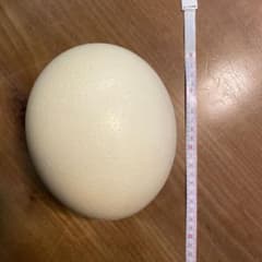 ダチョウの卵のサムネイル