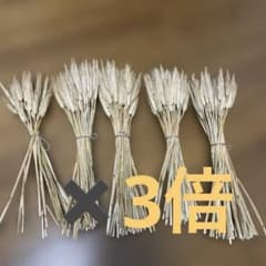 お値下げ　ドライフラワー いっぱい麦 600本のサムネイル