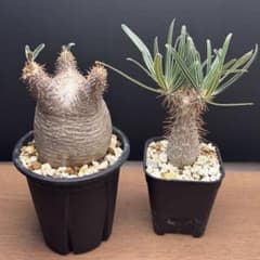 【育成比較セット】 パキポディウム グラキリス | 現地球(発根済み) & 実生のサムネイル