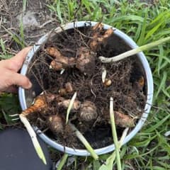 発芽済み ターメリック 種芋 ウコン 栽培用　無農薬無肥料　人家のない山の畑採取のサムネイル