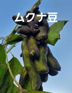 ムクナ豆(八升豆)  50個　+　おまけ5個のサムネイル