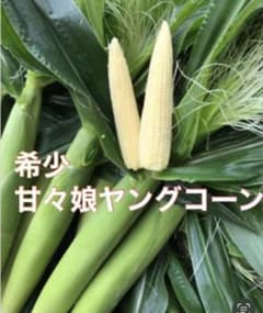 希少！！甘々娘ヤングコーン髭無し２０本！のサムネイル