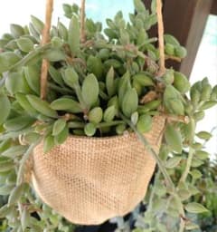 多肉植物 アーモンドネックレス(カット3本)のサムネイル