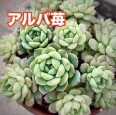 Happiness One様 リクエスト 2点 まとめ商品 - メルカリ