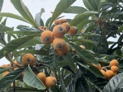 びわ　枇杷　無農薬のサムネイル