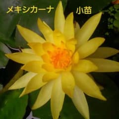 温帯睡蓮　メキシカーナ　小苗のサムネイル