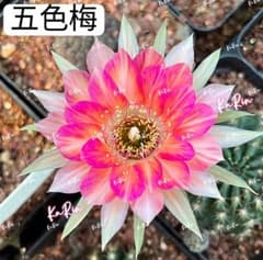 43-五色梅 新品種 花サボテン ロビビア属 群開花 小型開花品種 カキコ