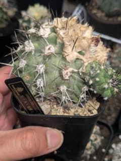 EMP （黒王丸×カルデラナ）× 黒王丸 実生 / CT870 Copiapoa】サボテン コピアポア 黒王丸実生【755】 | PROTOLEAF プロト