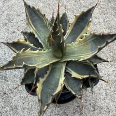 激熱 激レア】アガベ サブシンプレックス 錦 超希少株 - メルカリ