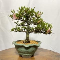 さつき 皐月 【五光】 樹高20cm 盆栽 小品盆栽のサムネイル