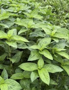 初心者OK 藍染め用 乾燥藍葉100g以上｜自宅で藍染め｜手順書付き 天然染料のサムネイル