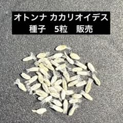 新鮮 オトンナ カカリオイデス 種子 5粒 販売 自家採取のサムネイル