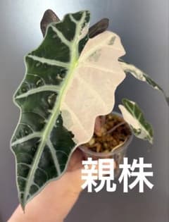 芋】 アロカシア アマゾニカ ピンク 斑入り 発根済み ラスト - メルカリ