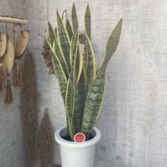 大セール中！サンスベリア 苗 苗木 観葉植物 サンセベリア 7号鉢 複数