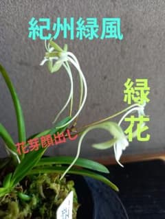 紀州緑風】風蘭 セッコク 富貴蘭 花芽顔出し 着生ラン 山野草 - メルカリ