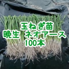 64 ネオアース100本玉ねぎ苗 - メルカリ