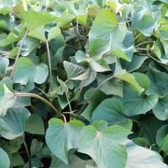 さつまいも　芋づる　苗　紅はるか　べにはるか　無農薬のサムネイル