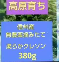 北信州産 無農薬柔らかクレソン 380gのサムネイル