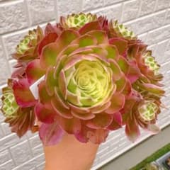 写真現物 海王 抜き苗 アエオニウム 4号鉢 - メルカリ