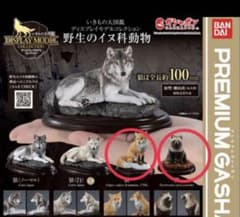 いきもの大図鑑 プレミアムガチャ 狐　狸のサムネイル