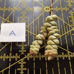 多肉植物 パステル 未発根 カット苗 Aのサムネイル