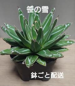 【良血統・発根済】アガベ 笹の雪 ササノユキ プレステラ105 鉢ごとメルカリ便のサムネイル