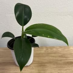 フィロデンドロン ミリオンズ観葉植物（4号鉢発送）のサムネイル