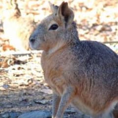 アブムシ様専用のサムネイル
