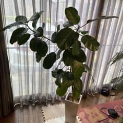 アフリカンプリンス　約170cm 白鉢のサムネイル