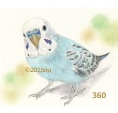 セキセイインコ イラスト360 『遊ぼ〜♪』手描き 原画 水彩色鉛筆