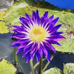 熱帯睡蓮　プライムクレイジー　②のサムネイル