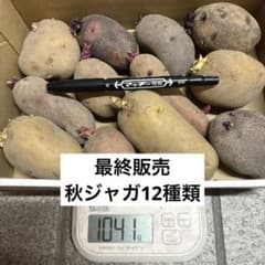 じゃがいも　12種　種芋　サイズ　自然栽培　②1041 gのサムネイル